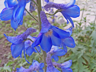 Image showing Delphinium