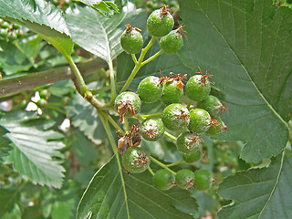 Image showing Green rowan berry