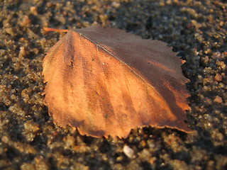 Image showing sand Leaf