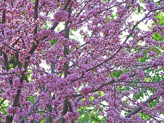 Image showing Blooming tree