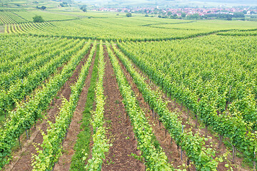 Image showing aerial view vineyard scenery at Kaiserstuhl Germany