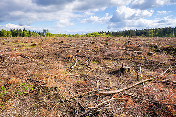 Image showing cleared forest outdoor scenery south Germany