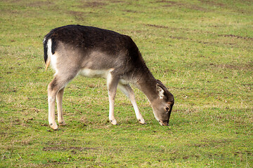 Image showing eating deer in the meadow