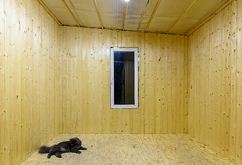 Image showing The cat lies on the floor of an empty room in a wooden house