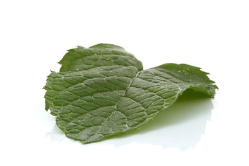 Image showing spearmint leaf