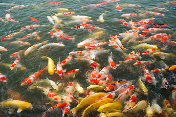 Image showing Koi fish in water pond 