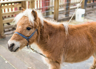 Image showing Horse in pasture