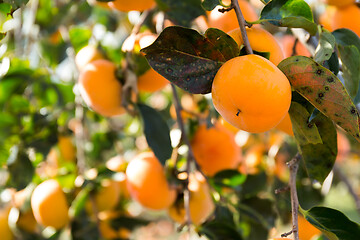 Image showing Persimmon fruit hanging on tree