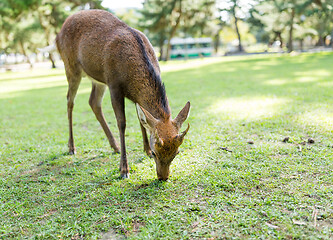 Image showing Deer eating grass