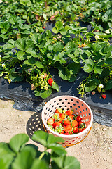 Image showing Picking of Fresh Strawberry