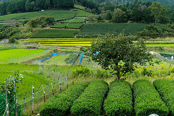 Image showing Green fresh tea meadow