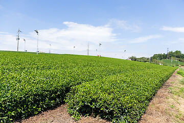 Image showing Green fresh Tea farm