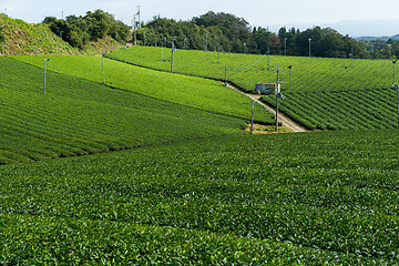 Image showing Tea plantation 