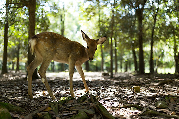 Image showing Cute deer in the park