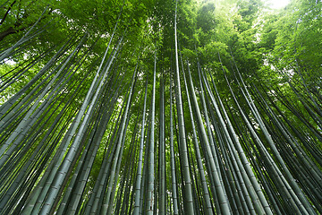 Image showing Bamboo grove forest