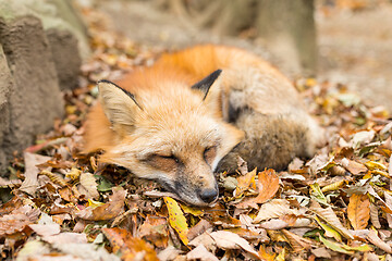 Image showing Red Fox sleeping