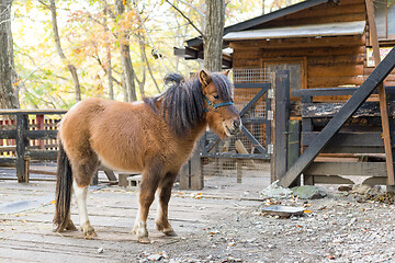 Image showing Horse in farm