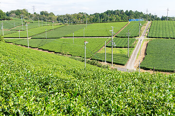 Image showing Fresh Green Tea plantation