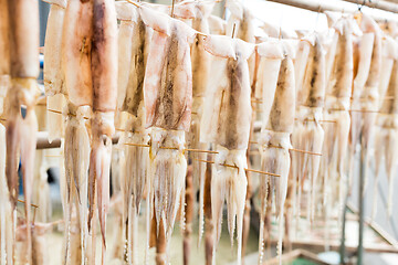 Image showing Squid hang on the line