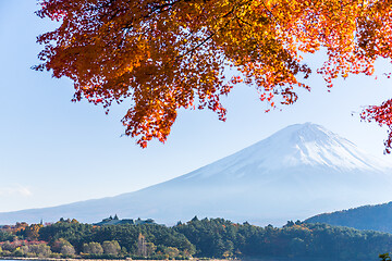 Image showing Fuji and maple tree