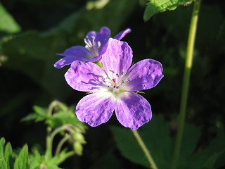 Image showing Midsummer flower