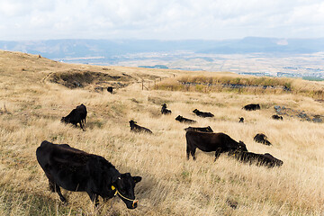 Image showing Herd of cows