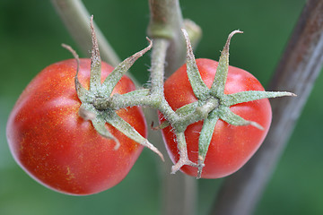 Image showing small tomatoes 