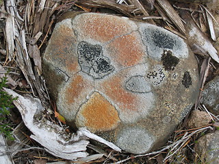 Image showing Mosaik on stone