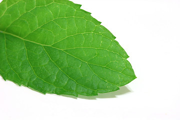 Image showing spearmint leaf detail