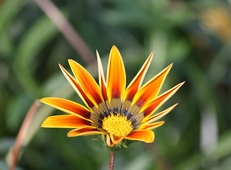 Image showing Gazania