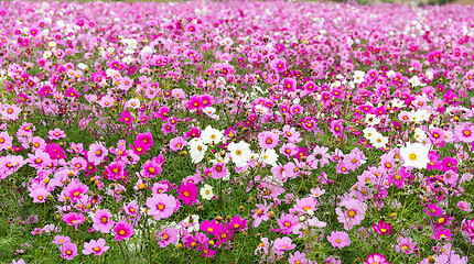 Image showing Beautiful Cosmos flower garden