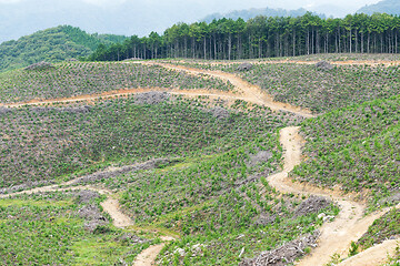 Image showing Forest and field