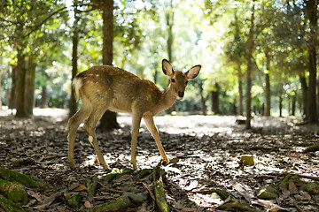 Image showing Natural deer in park