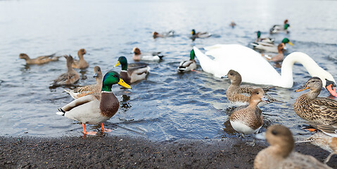 Image showing Duck and swan at lake side