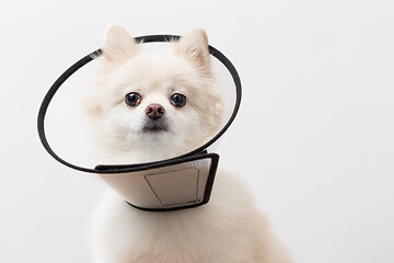 Image showing Pomeranian with protective collar