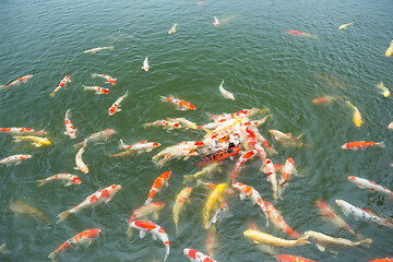 Image showing Koi fish swimming in pond