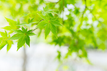 Image showing Green maple tree