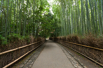 Image showing Bamboo forest in Kyoto