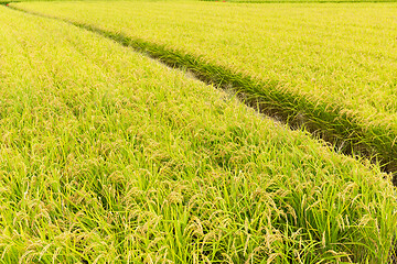 Image showing Paddy rice meadow