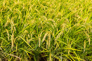 Image showing Green rice field