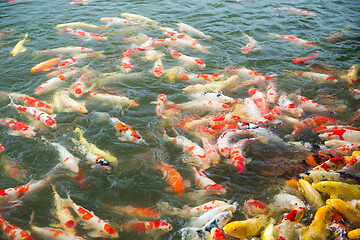 Image showing Koi fish