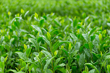 Image showing Tea field