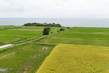 Image showing Rice field