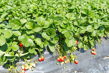 Image showing Strawberry field