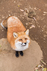 Image showing Cute fox