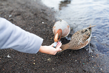 Image showing Woman feeding duck at lake side