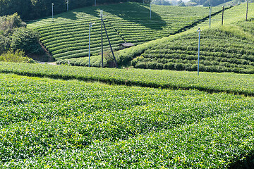 Image showing Beautiful green tea field