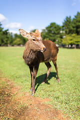 Image showing Deer