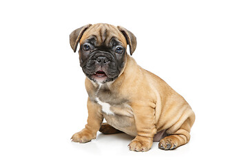 Image showing cute french bulldog puppy