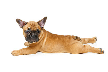 Image showing cute french bulldog puppy